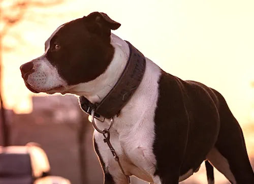 Rasseportrait American Staffordshire Terrier "Amstaff"
