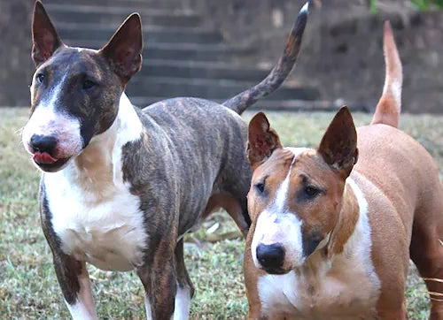 Rasseportrait Bullterrier