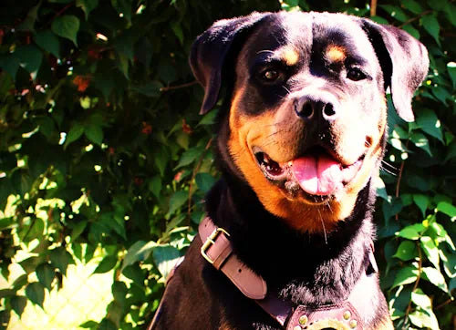 Rasseportrait Rottweiler