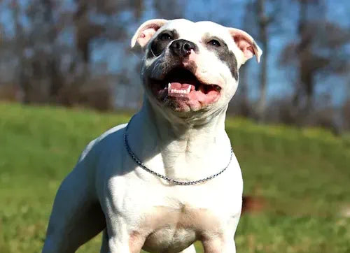 Weißer Staffordshire Bullterrier steht auf einer Wiese