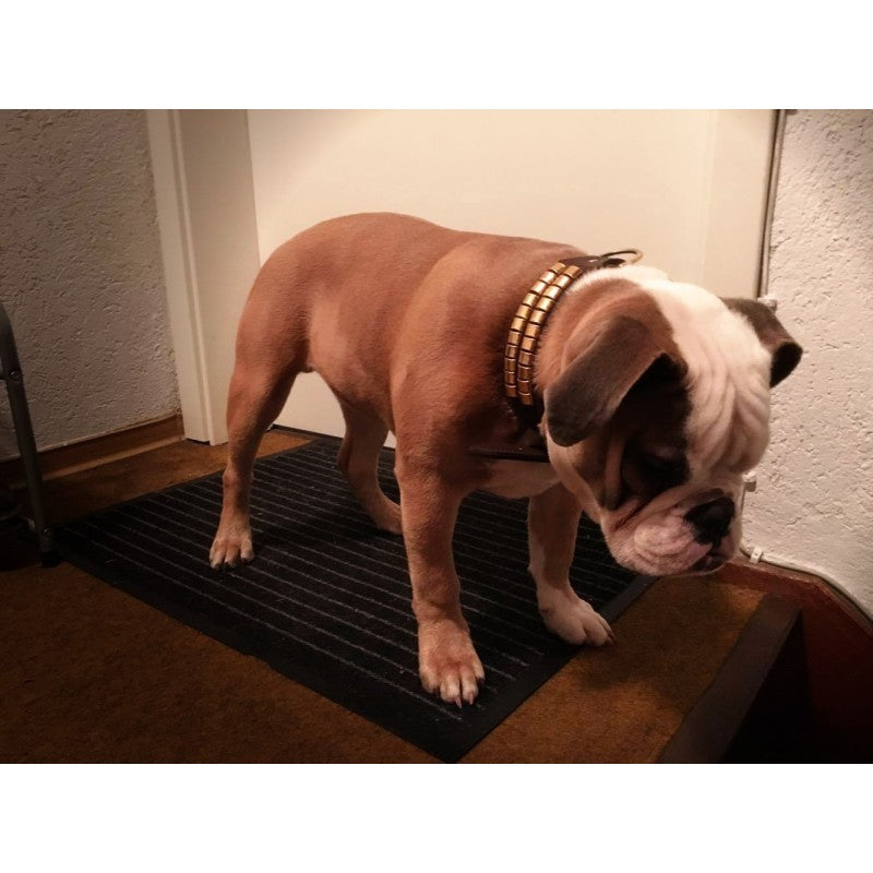 Lederhalsband Studd Big Two - Stabiles Hundehalsband